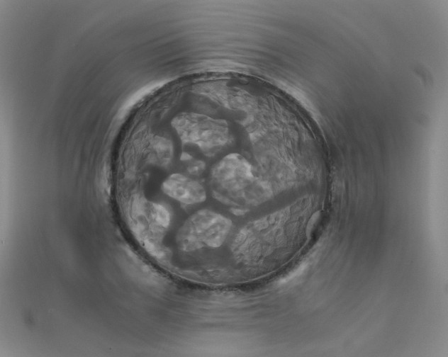 X0000110990979200907022113