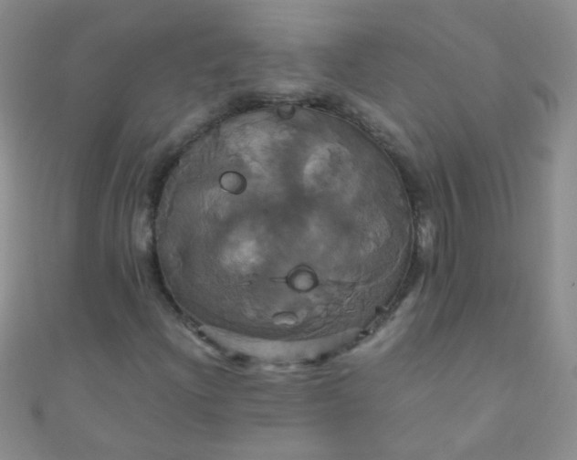 X0000110991204200907022110