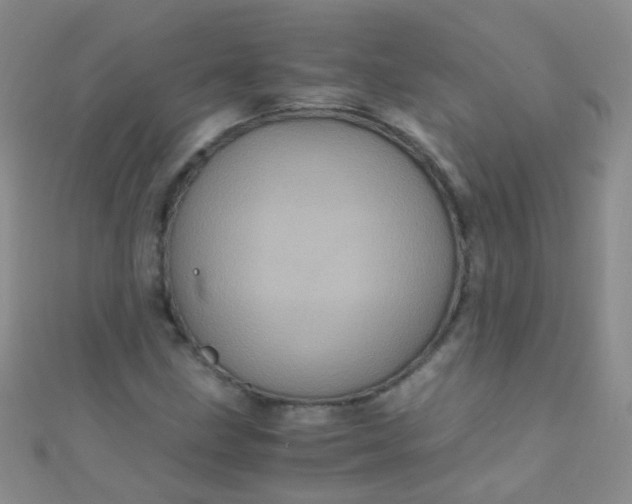 X0000110991211200907022110
