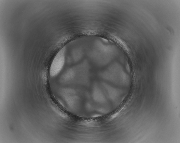 X0000110990065200907101439