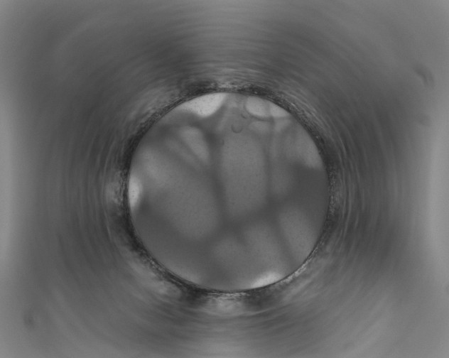 X0000110990078200907101439