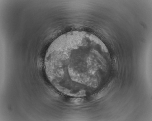 X0000110990135200907101438