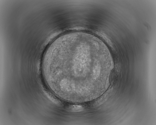 X0000110990159200907101438