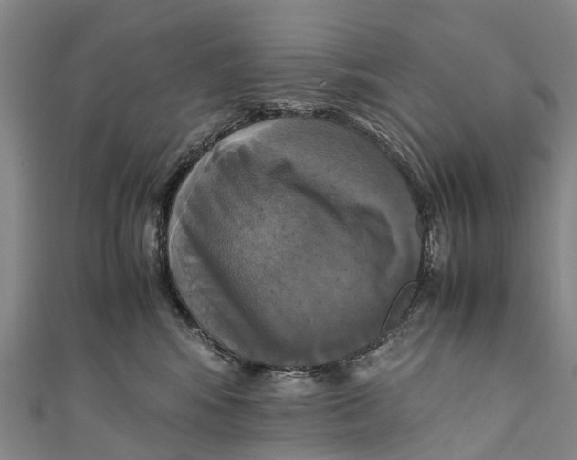 X0000110990424200907101434