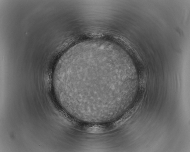 X0000110990460200907101434