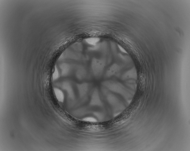 X0000110990499200907101433
