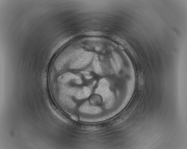 X0000110990533200907101433