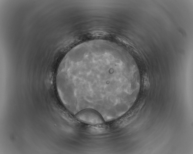 X0000110990567200907101433