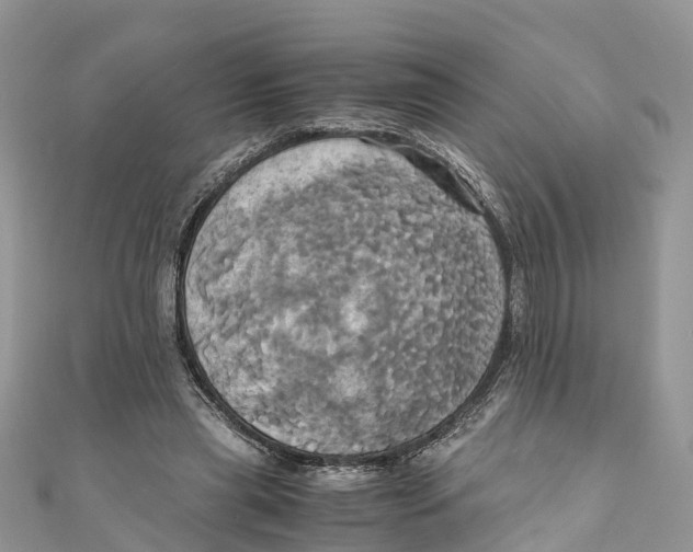 X0000110990445200907171755