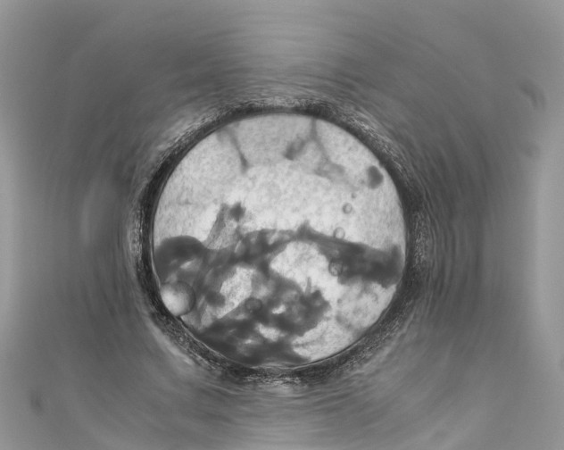 X0000110990683200907171752