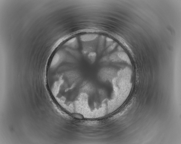 X0000110990845200907171750