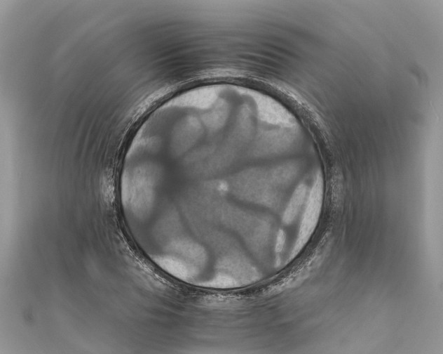 X0000110990929200907171749