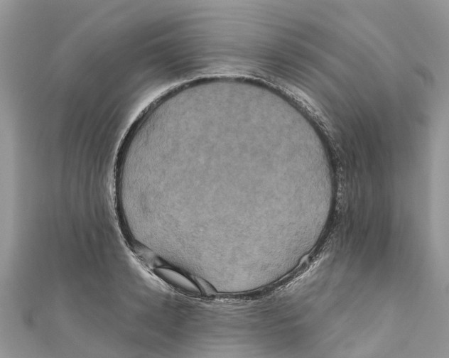 X0000110990942200907171749
