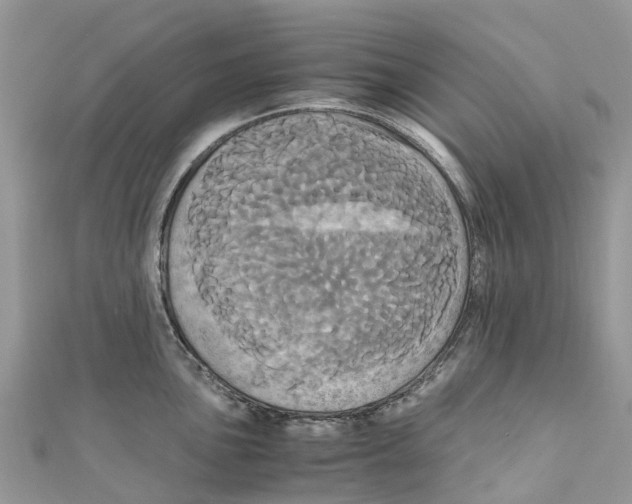 X0000110991051200907171748