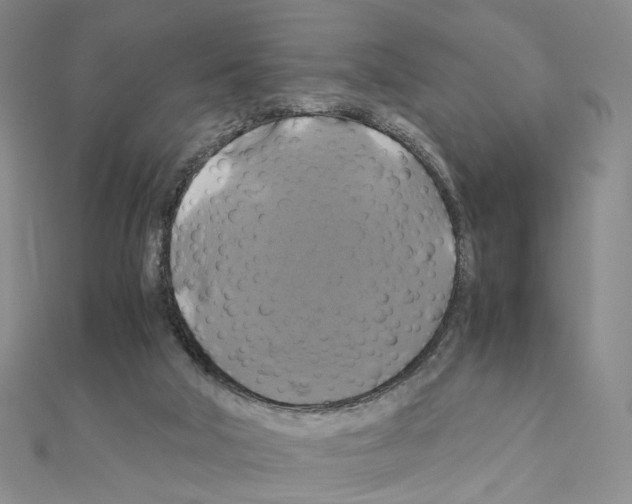 X0000110990018200907311019