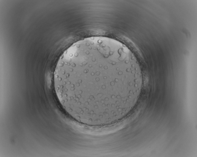 X0000110990026200907311019