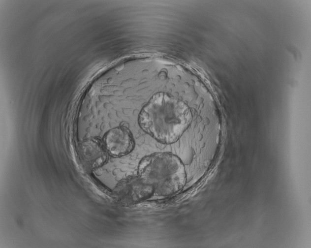 X0000110990145200907311017