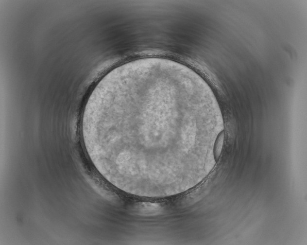X0000110990159200907311017