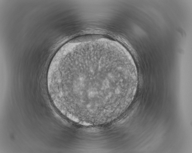X0000110990433200907311013