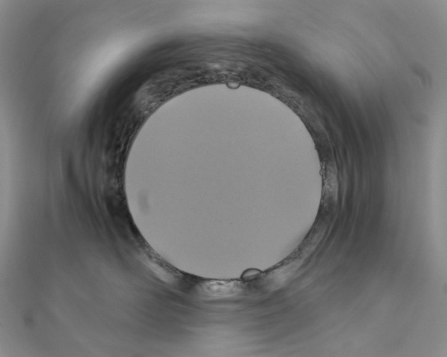 X0000110990526200907311012