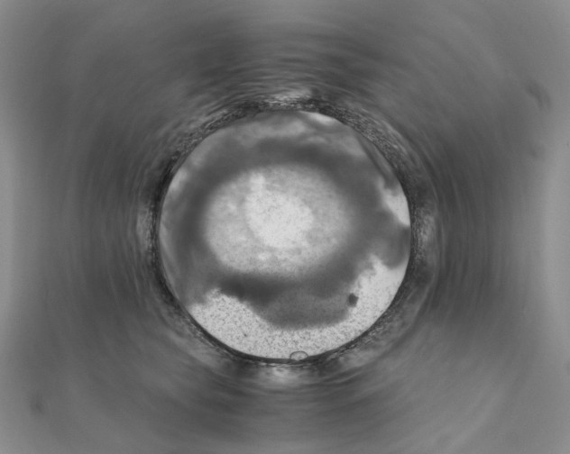 X0000110990565200907311012