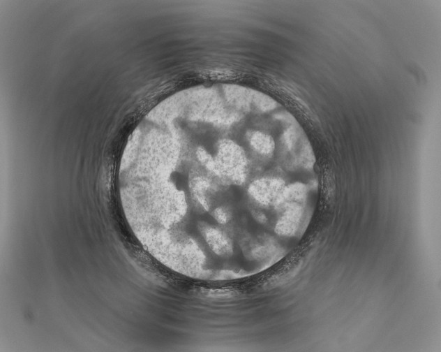 X0000110990645200907311011