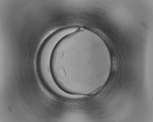 X0000110990726200907311009
