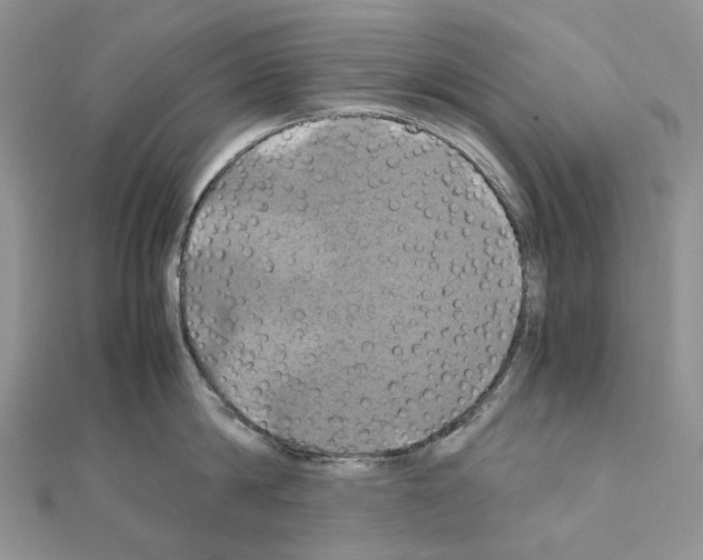 X0000110990814200907311009