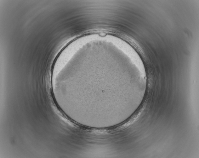 X0000110990844200907311008