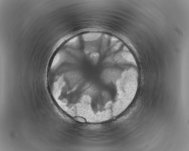 X0000110990845200907311008