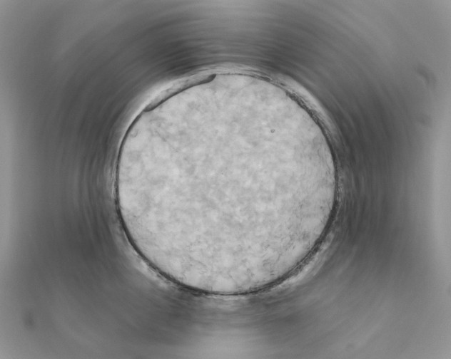 X0000110990860200907311009