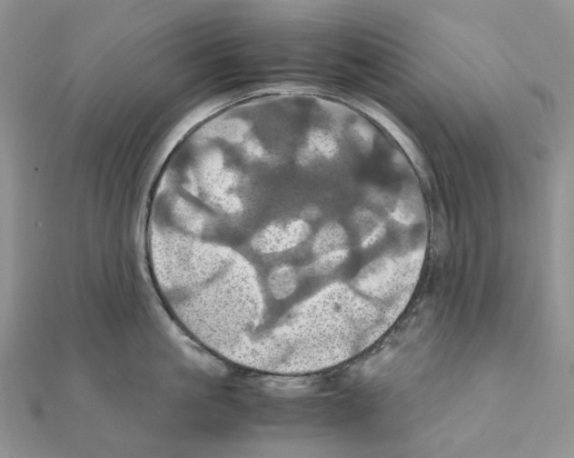 X0000110990861200907311009