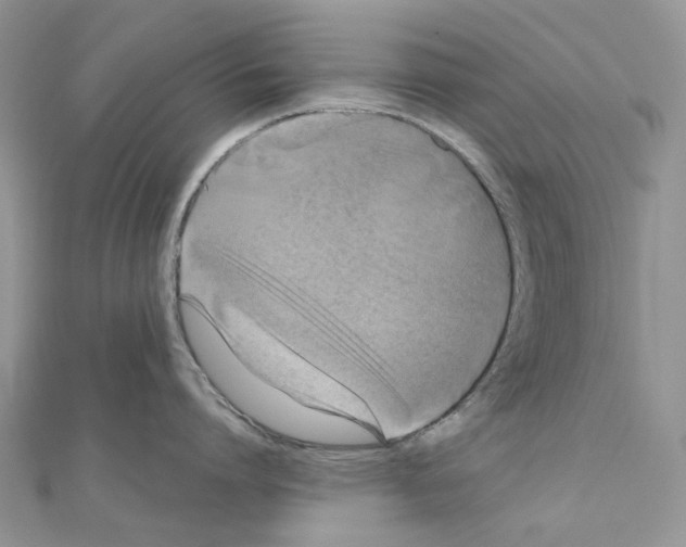 X0000110990864200907311009
