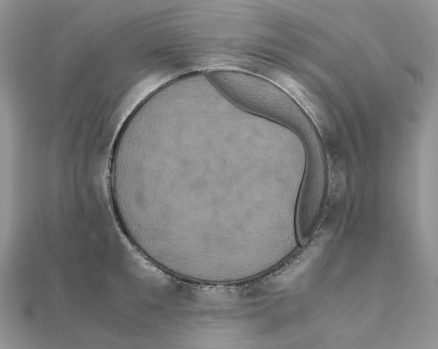 X0000110990901200907311007