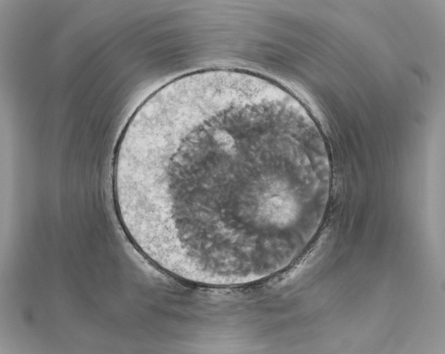 X0000110990903200907311007
