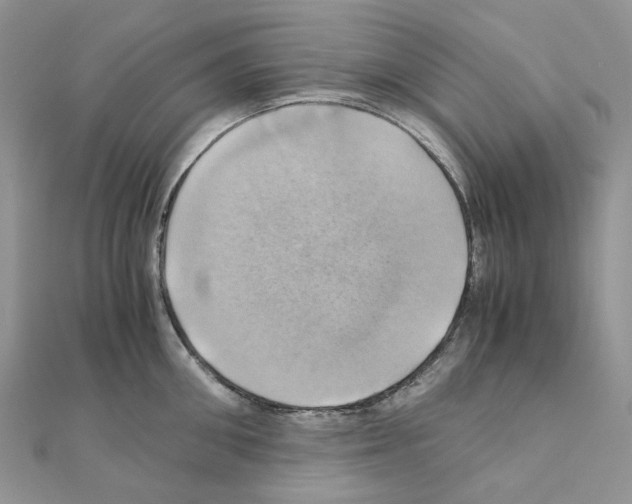 X0000110990906200907311007