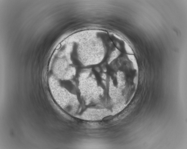 X0000110990911200907311007