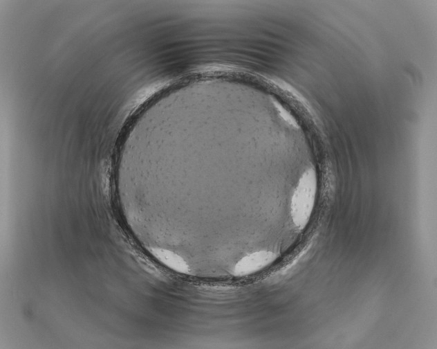 X0000110990921200907311007