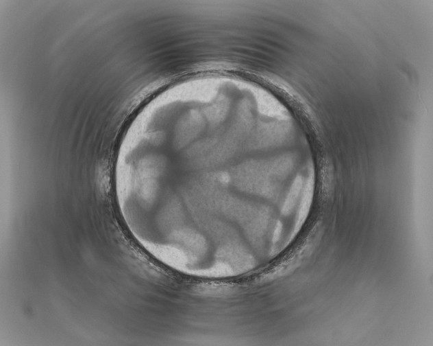 X0000110990929200907311007