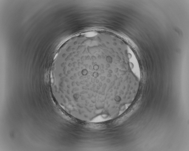 X0000110990953200907311007