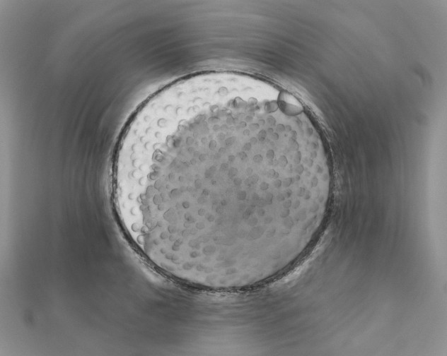 X0000110991040200907311006