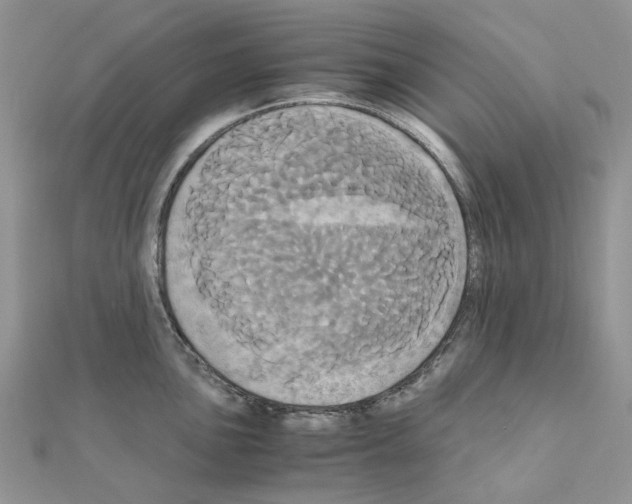 X0000110991051200907311006