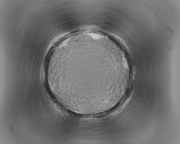 X0000110991117200907311004