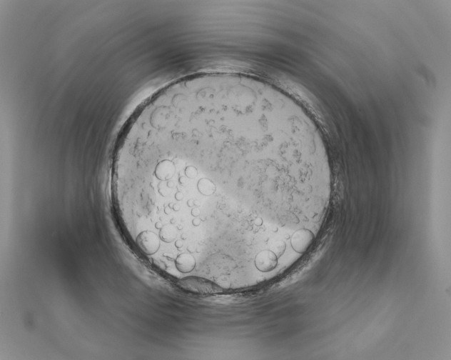 X0000110991130200907311004