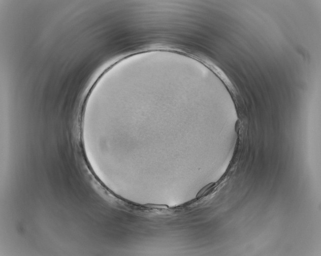 X0000110991148200907311004