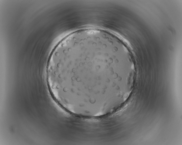 X0000110991239200907311003