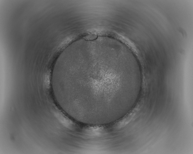 X0000111000065200906261507