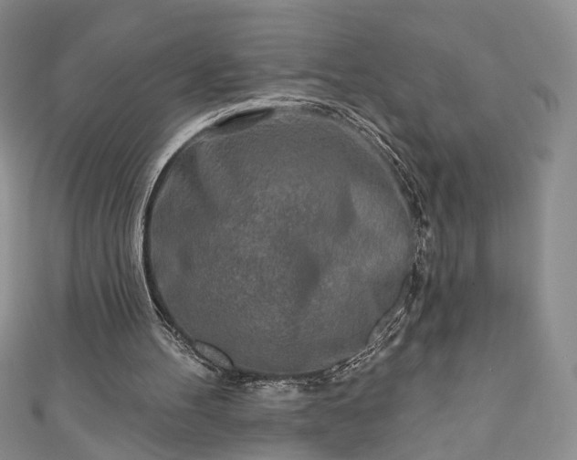 X0000111000100200906261507