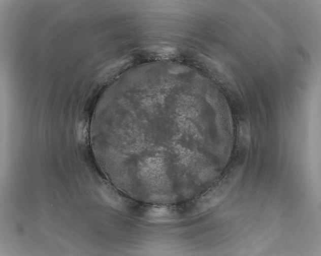 X0000111000177200906261506