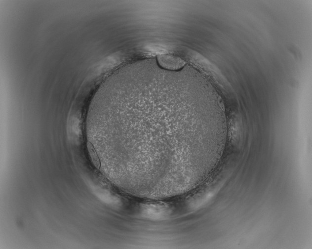 X0000111000215200906261506